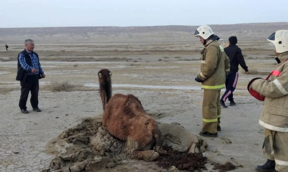 Спасение верблюда. Фото предоставили в ДЧС региона