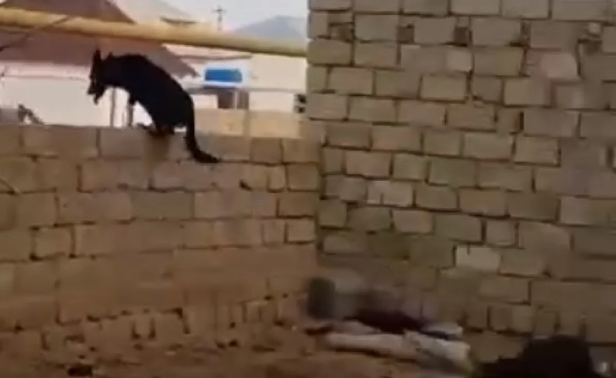 Кадр с видеоролика