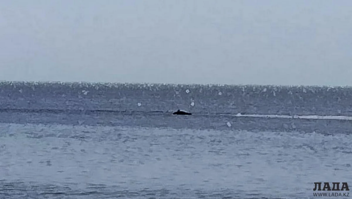 Фото местного жителя