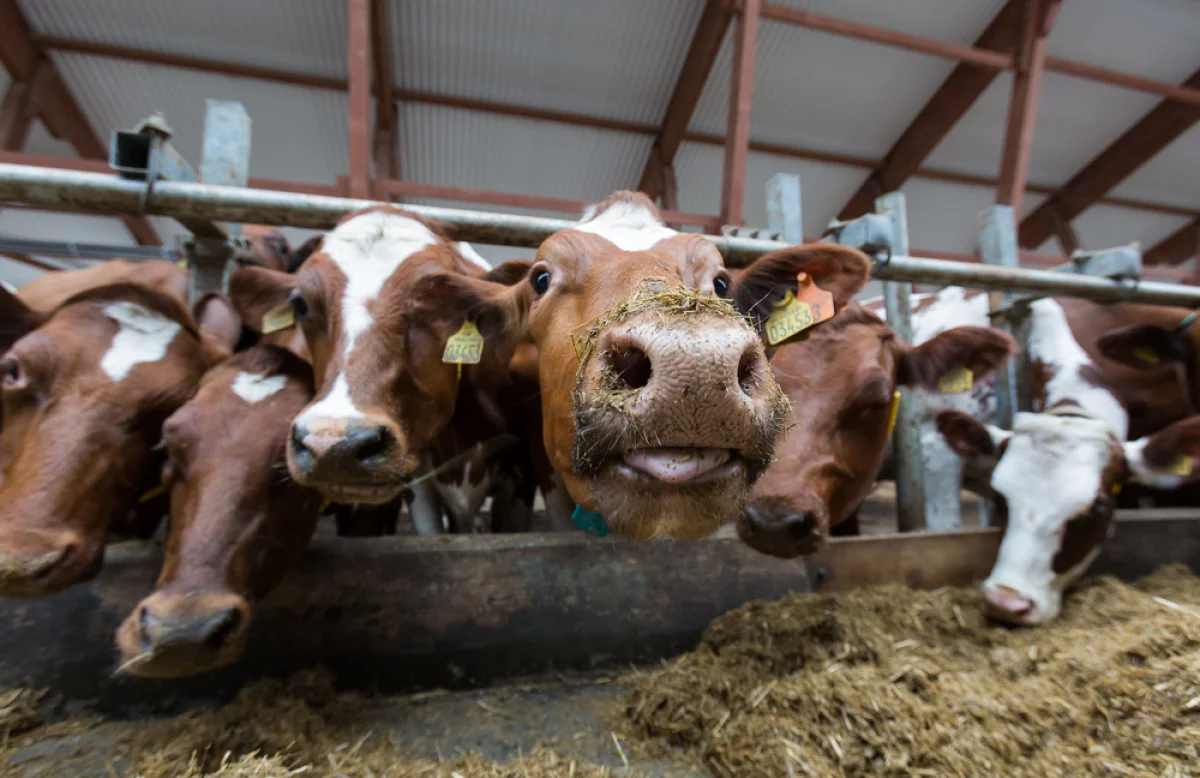 Фото из доступных источников