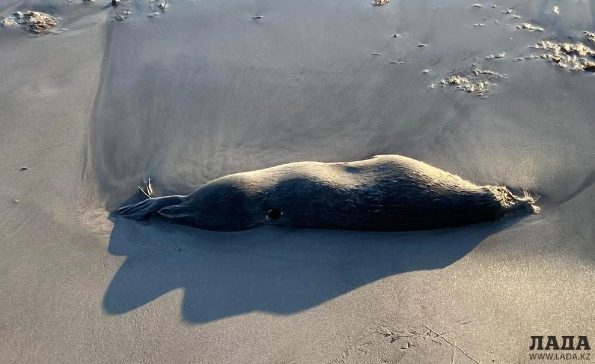 Фото из архива Lada.kz