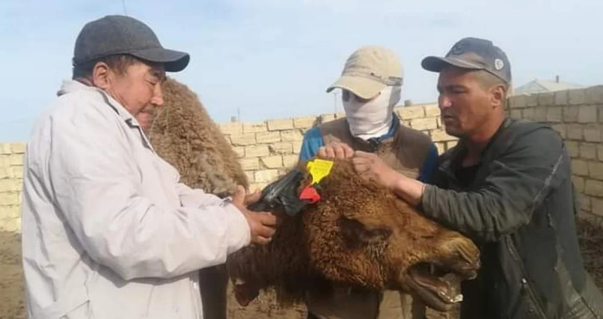 Фото управления сельского хозяйства Мангистау