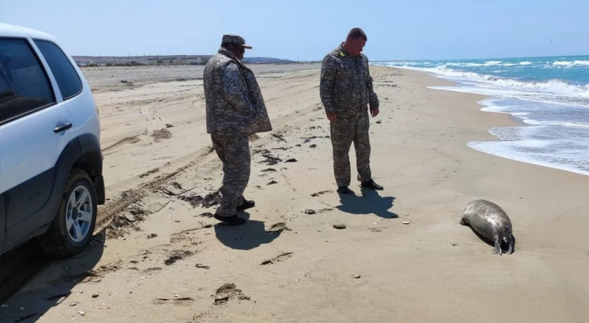 Фото предоставили в управлении рыбной инспекции по Мангистауской области