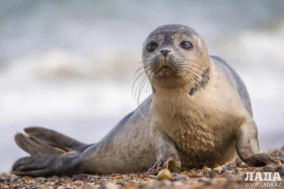 Каспийский тюлень