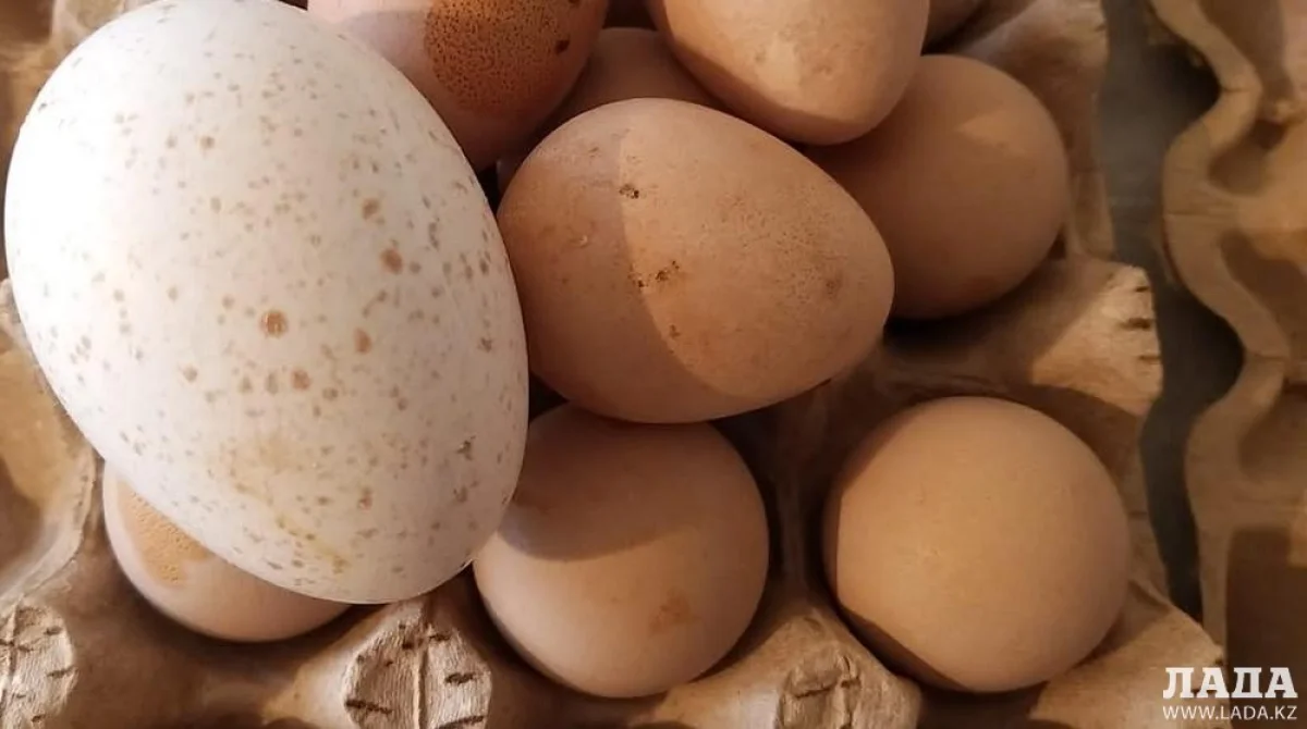 Фото ЦОК Мангистауской области