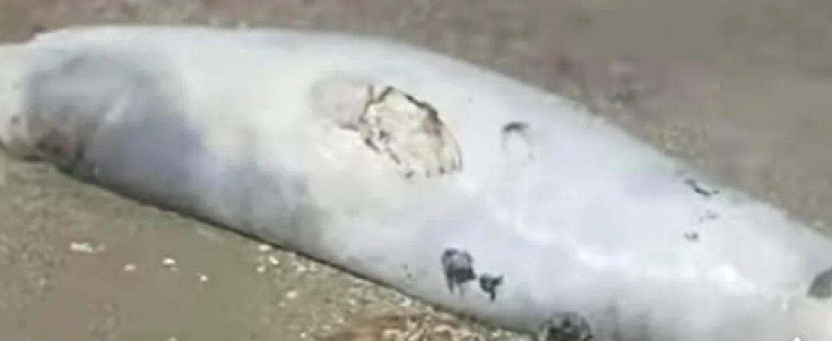 Скрин видео