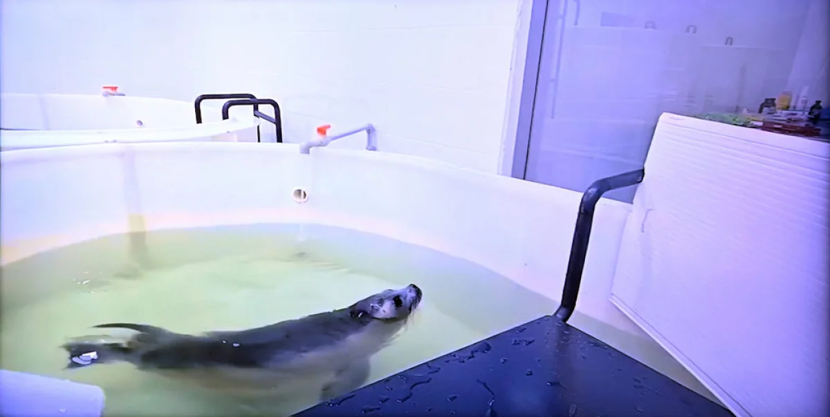 глава государства посетил Центрально-Азиатский институт экологических исследований. Фото Акорда