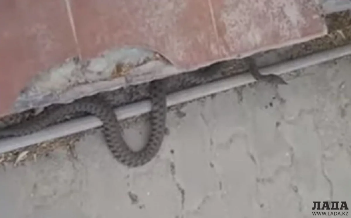 Фото жительницы Актау