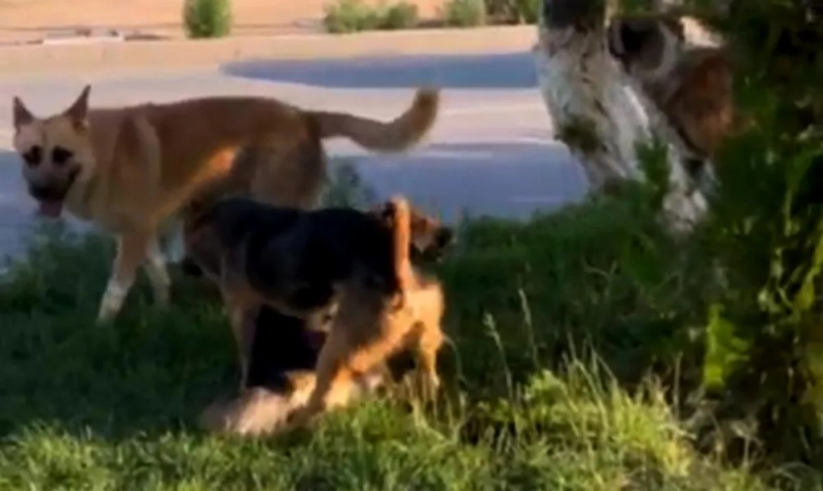 Бродячие собаки в Жанаозене. Фото со страницы Акмарал Байбоз