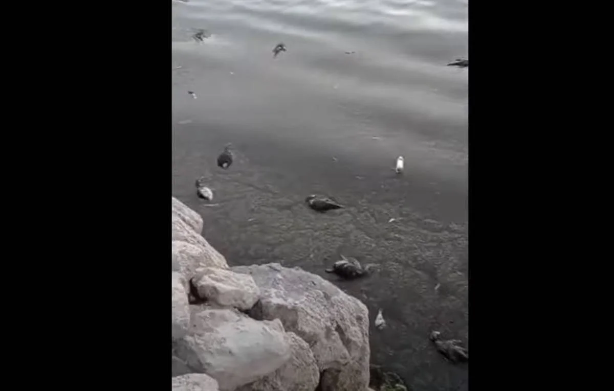 Кадр видео с места происшествия