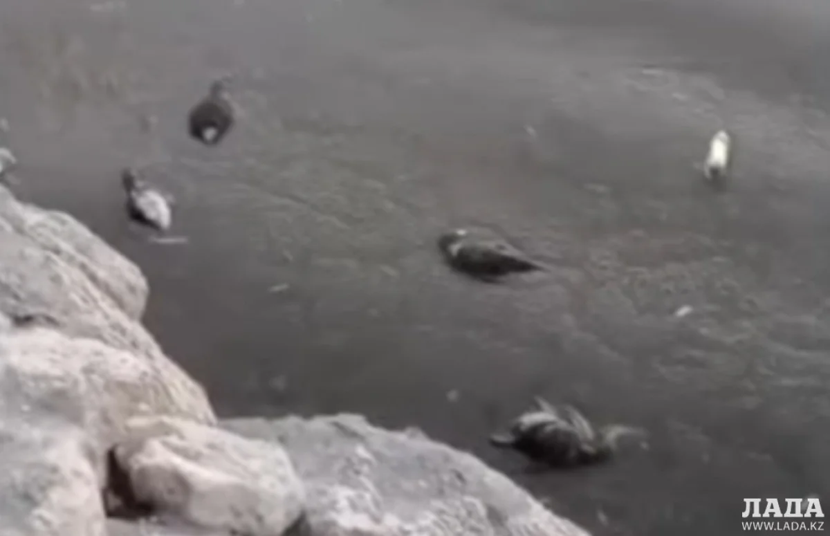 Кадр видео с места происшествия