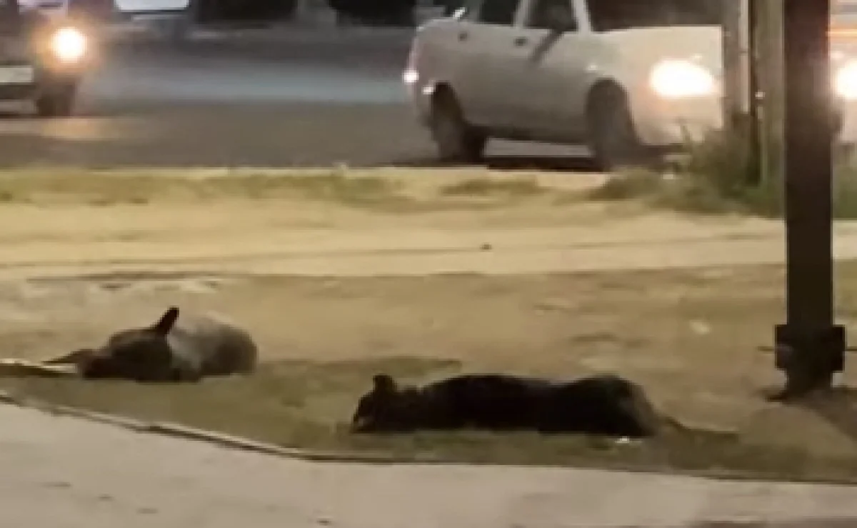 Кадр с видео