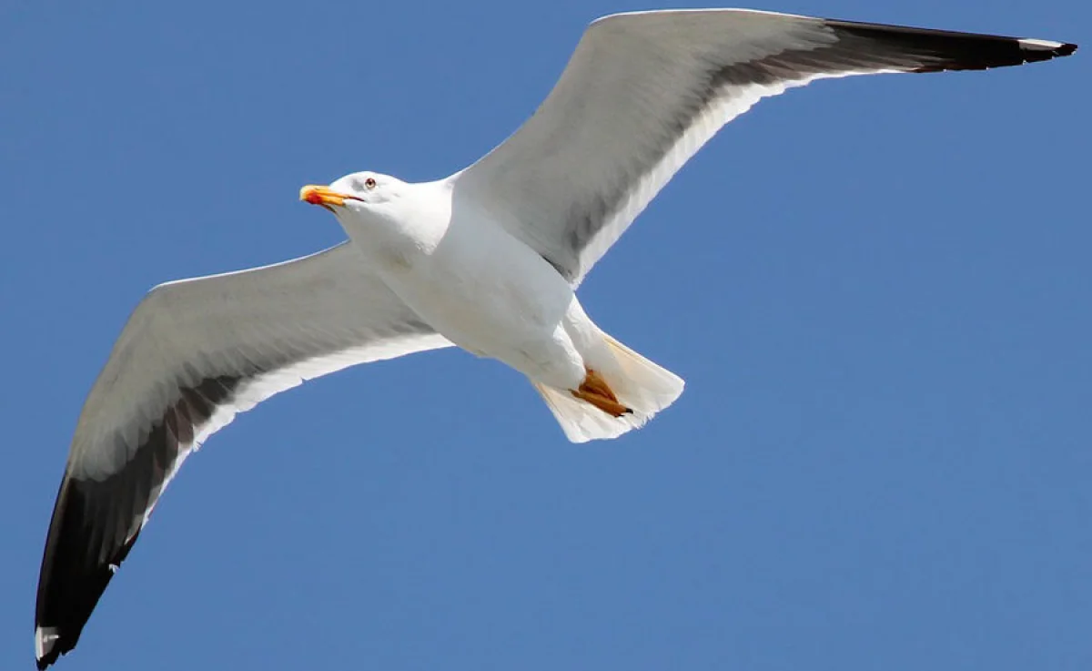 Фото из доступных источников