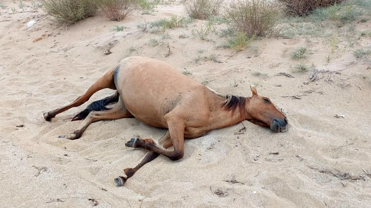 Фото местного жителя