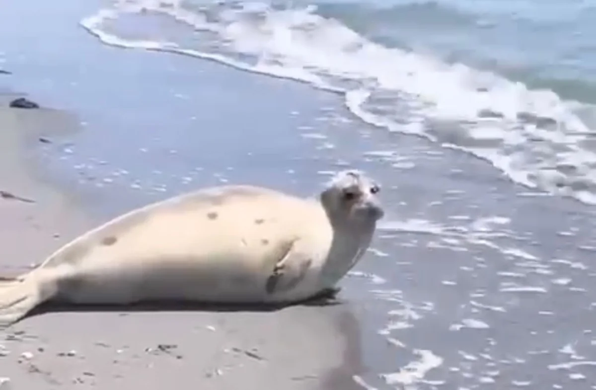 Кадр видеоролика