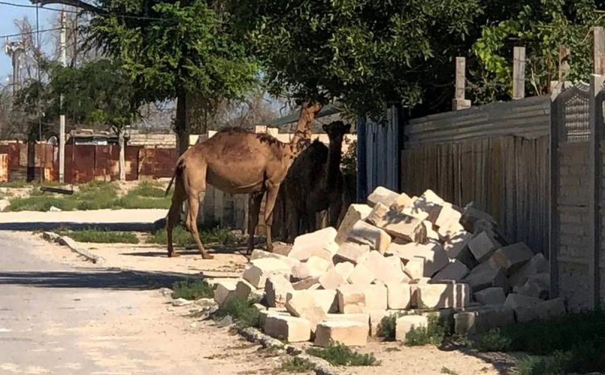 Фото жителей села Умирзак