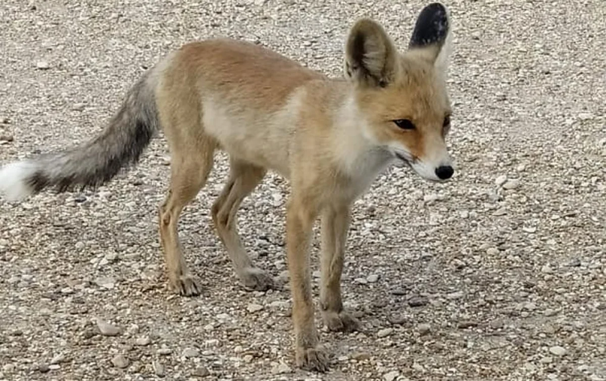 Фото предоставили вахтовые работники газонефтяного месторождения Северные Бузачи