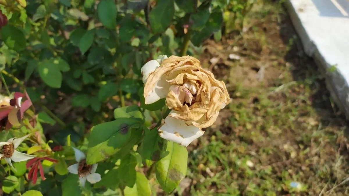 Увядшая роза. Фото Рашида Исмагилова