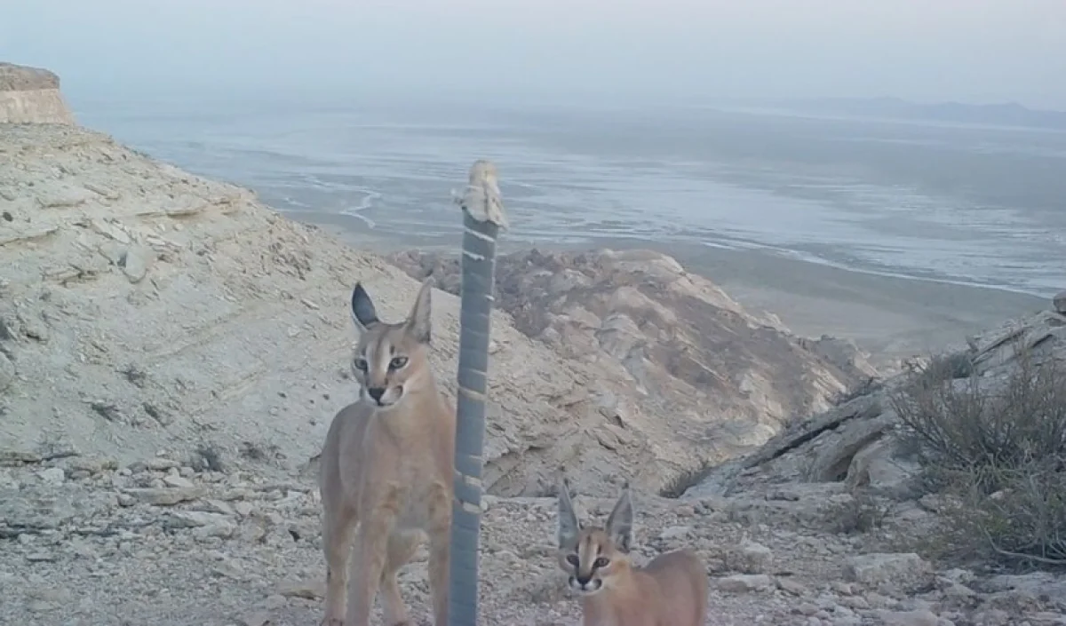 Рыси в Устюртском заповеднике