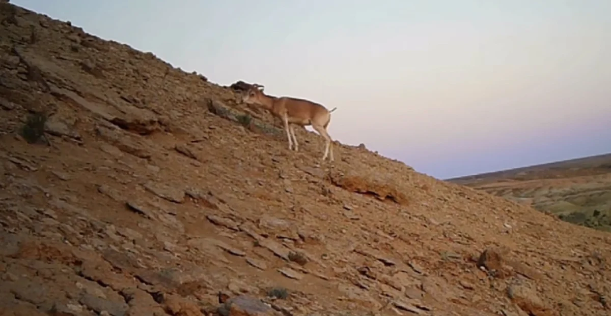 Скриншот видео