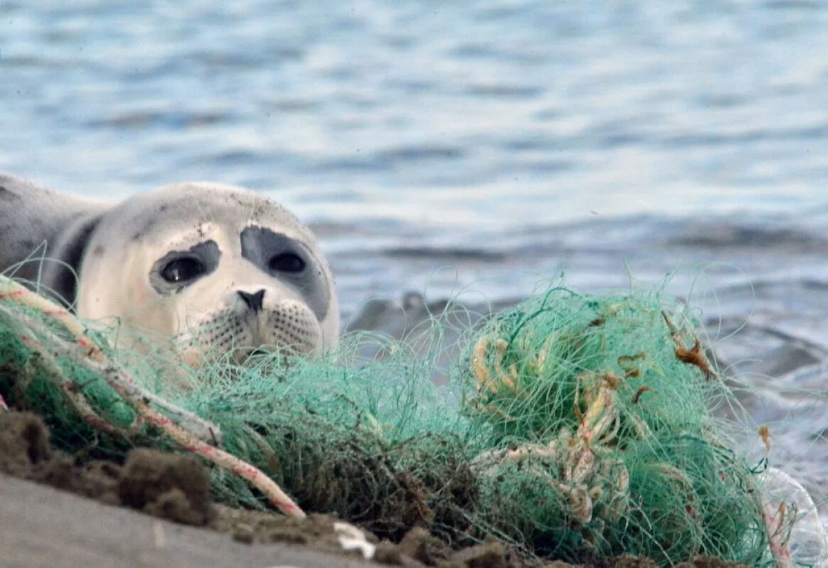 Фото из доступных источников