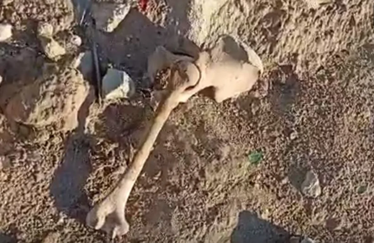 Кадр видео с места происшествия