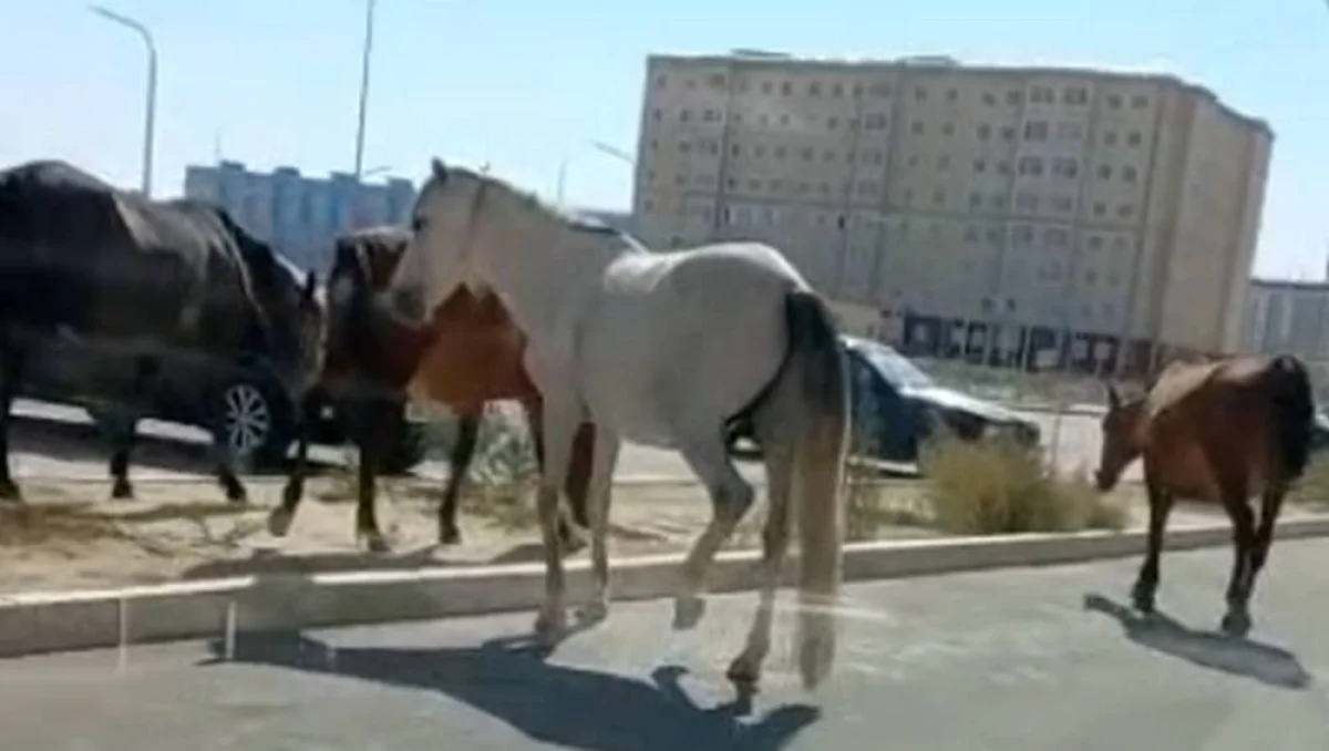 Фото местного жителя