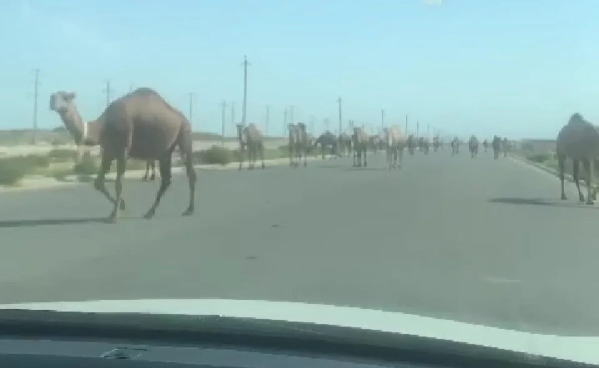 Кадр из видео пользователя Лада.kz.
