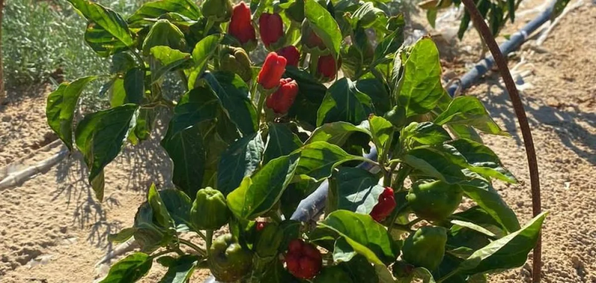 Фото ЦОК Мангистауской области