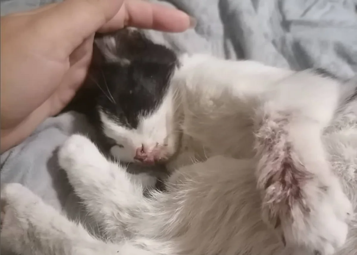 Пострадавший котенок