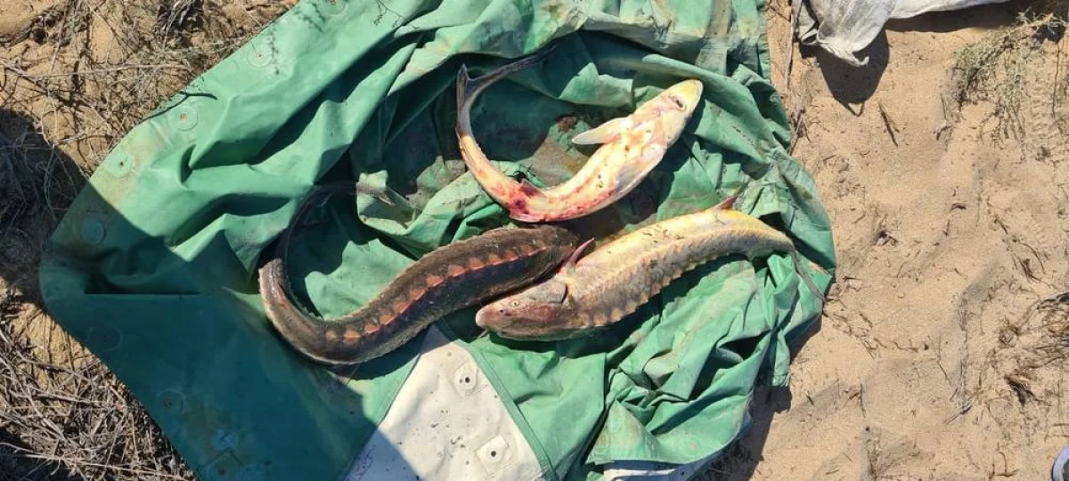 Изъятая рыба. Фото предоставлено пресс-центром департамента