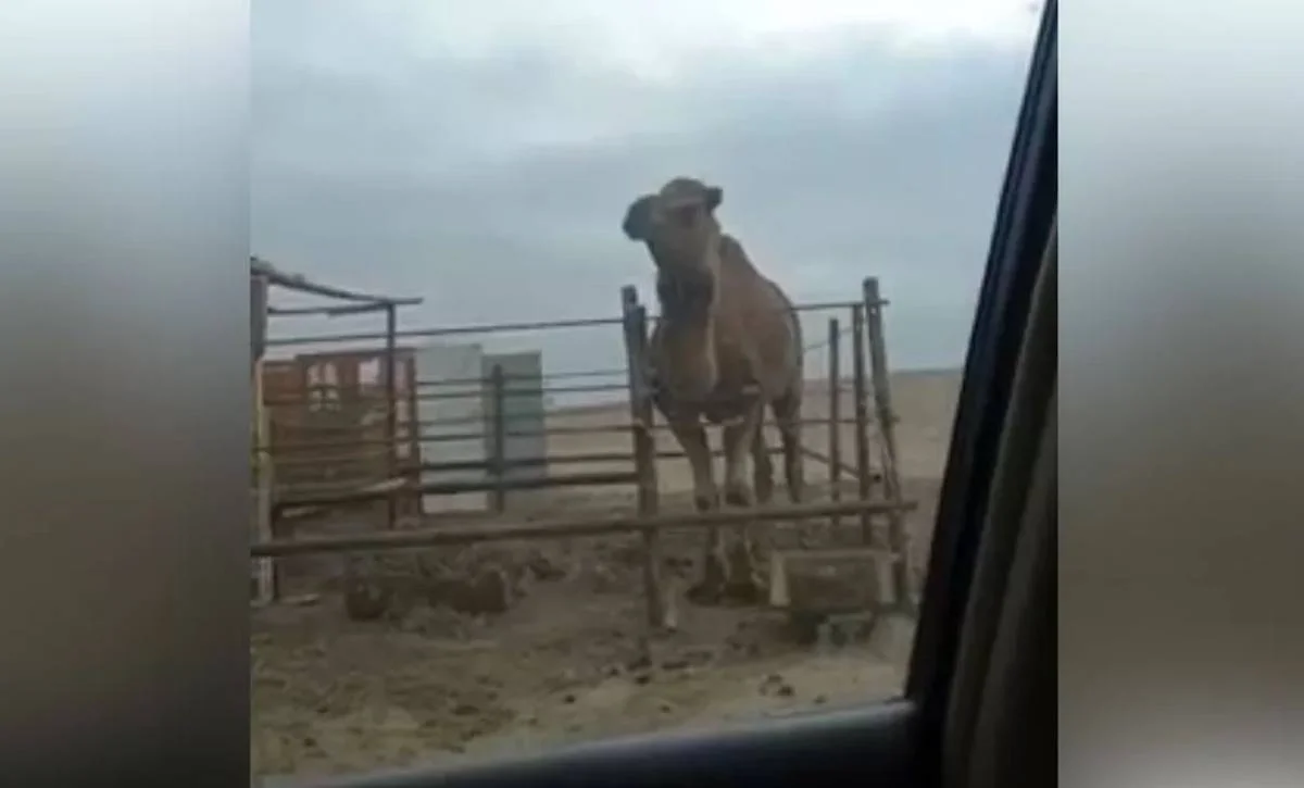 Кадр из видео