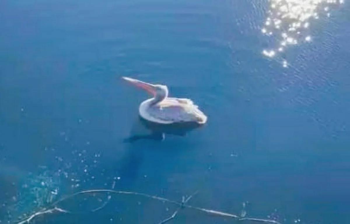 Фото вахтовиков, нашедших пеликана