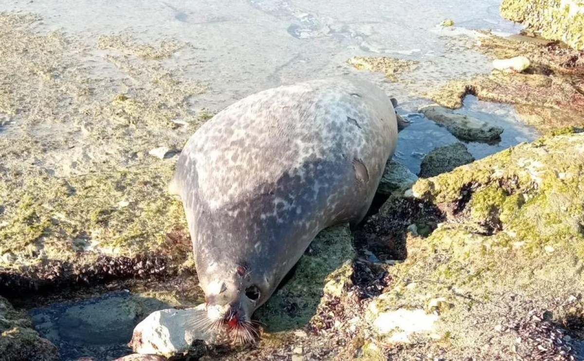 Фото очевидца