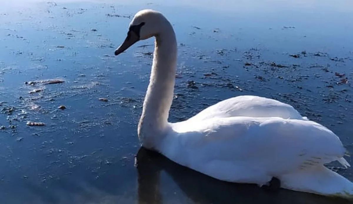 Фото предоставили в инспекции лесного хозяйства и животного мира
