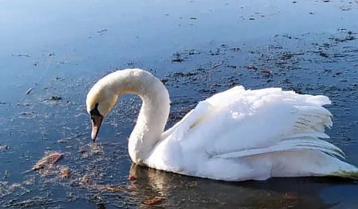 Фото предоставили в инспекции лесного хозяйства и животного мира