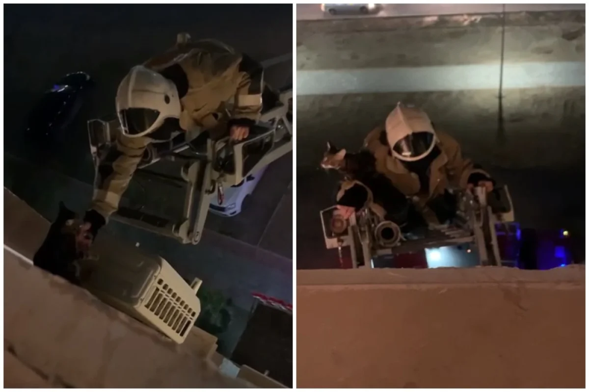 Коллаж из кадров видео