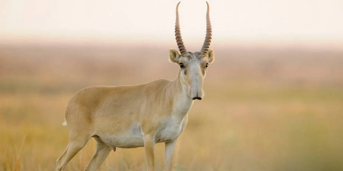 Фото из доступных источников