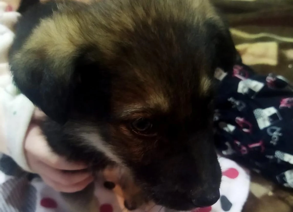 Фото найденного щенка