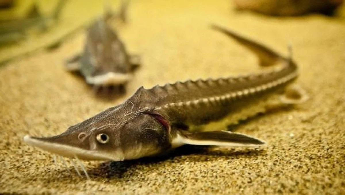 Иллюстративное фото