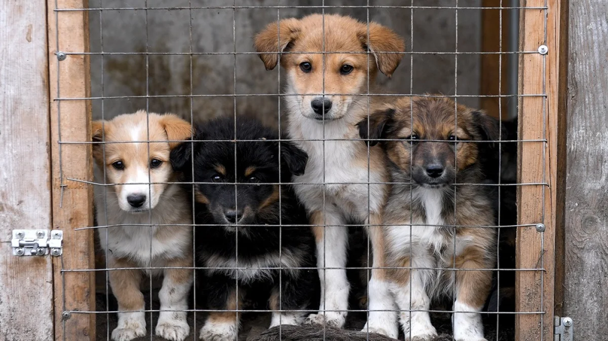 Иллюстративное фото с сайта cdn.iz.ru