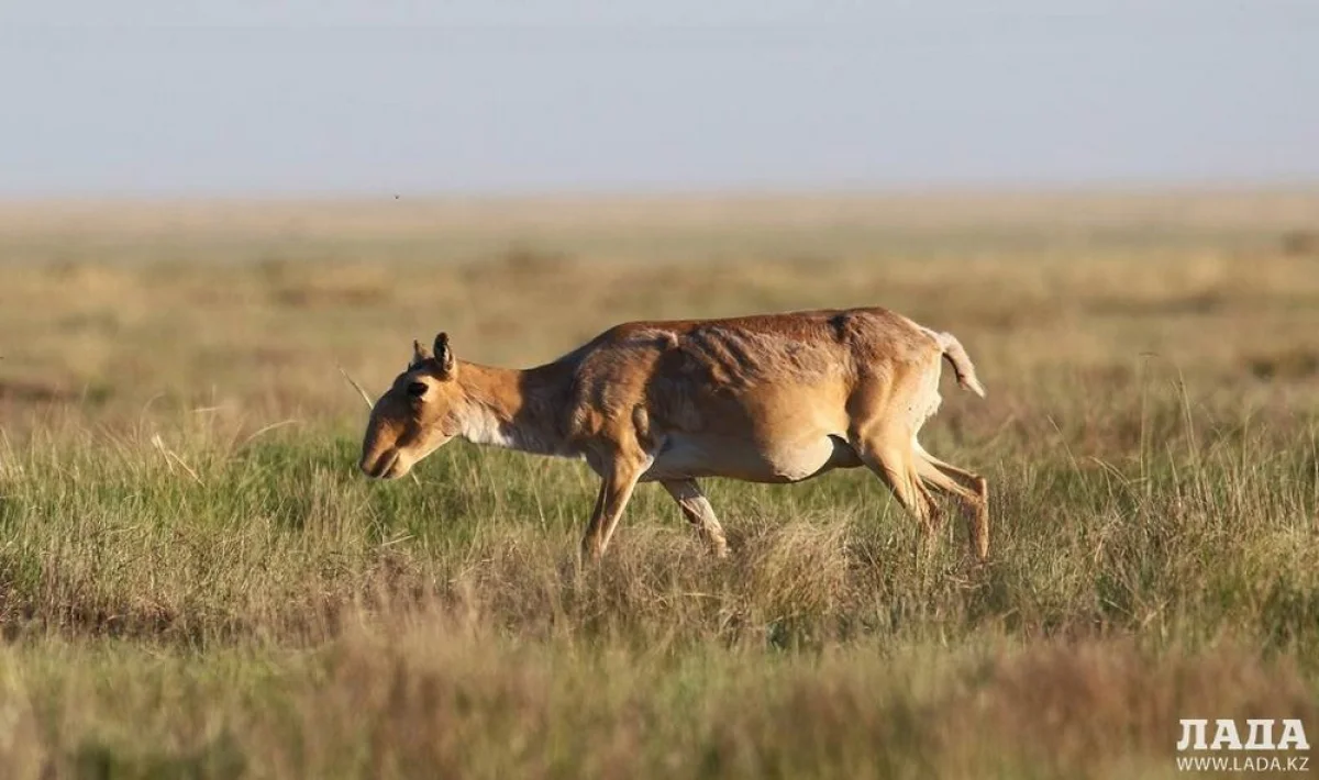 Фото из архива lada.kz