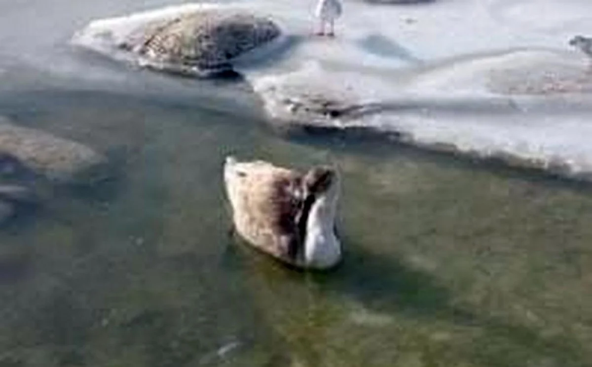 Замерзающий лебедь. Фото предоставил местный житель Николай