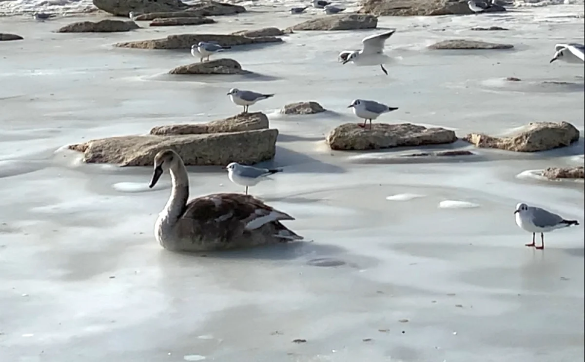 Фото предоставили в областной территориальной инспекции
