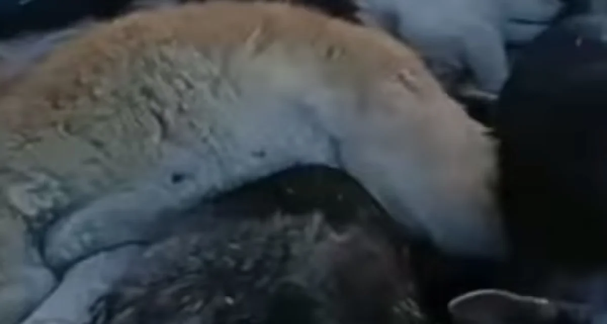 кадр из видеоролика