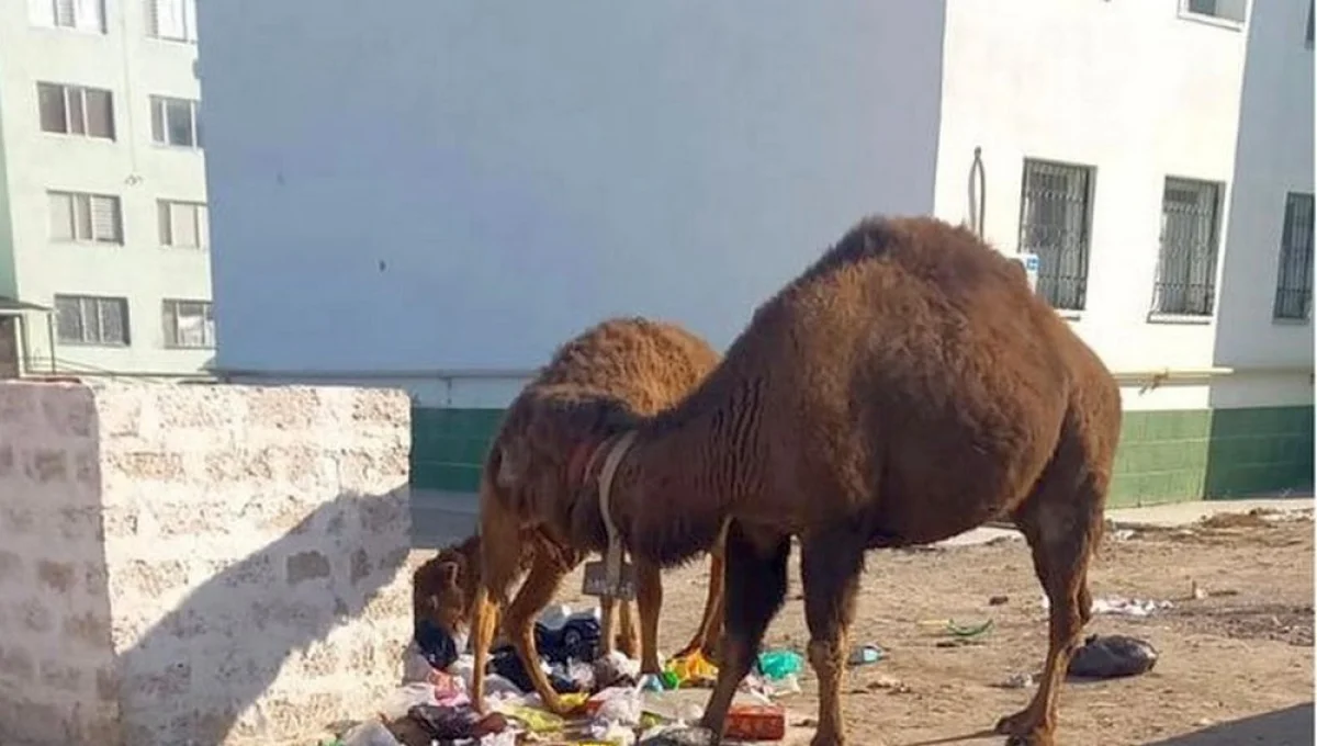Фото акимата Мунайлинского района
