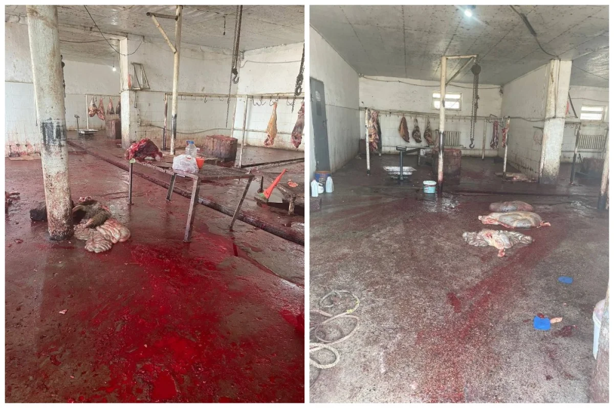 Коллаж из фото пользователей Сети