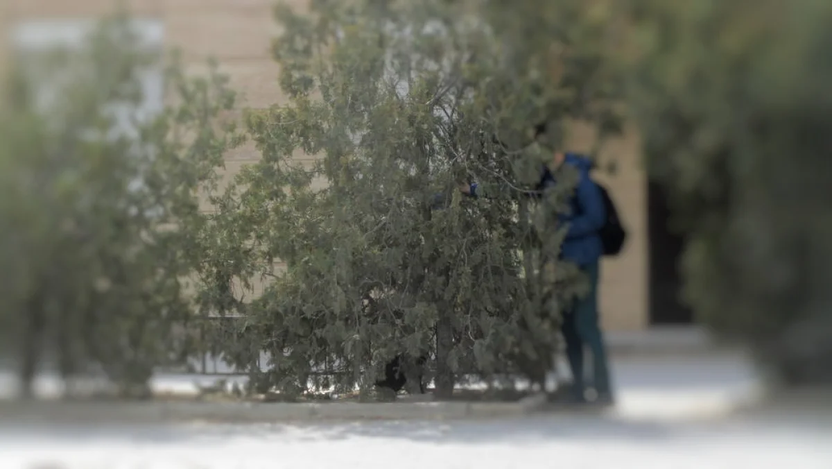Фото предоставила жительница 11 микрорайона Зарина