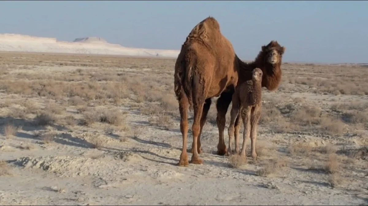 Фото Сергея Хачатрян