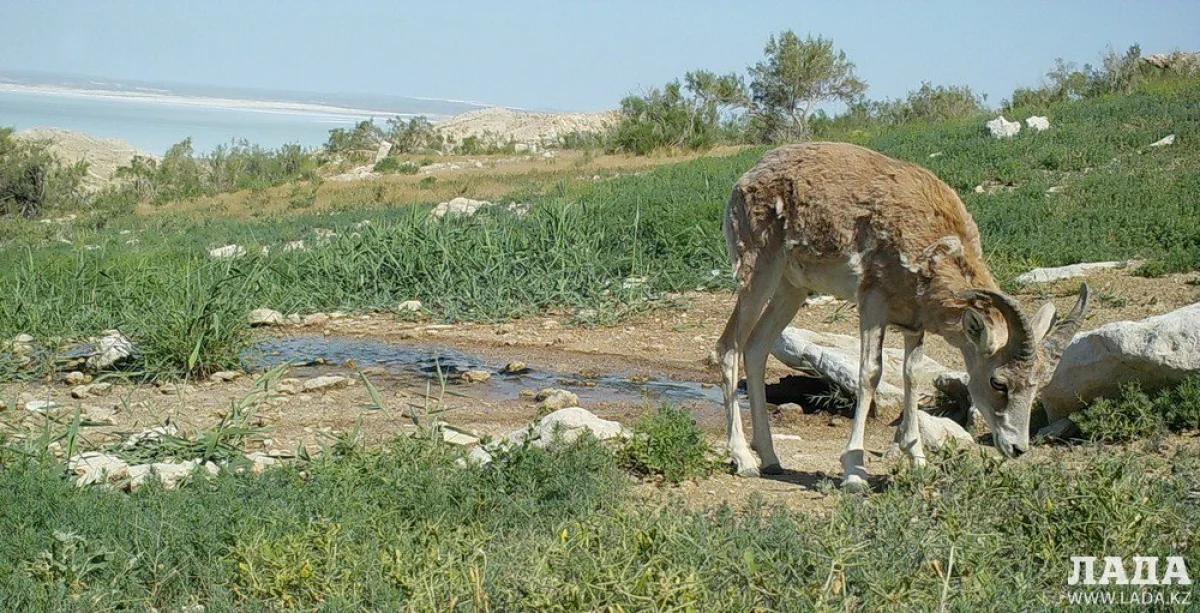 Фото из архива lada.kz